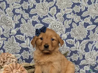 Golden Retriever dogs for sale: Janah - Ad 3