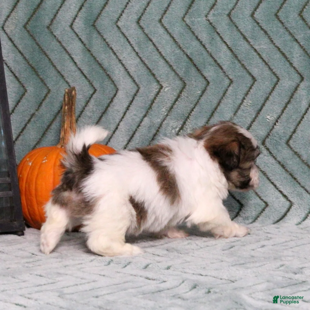 Teddy Bear dogs for sale: Ida - Ad 2