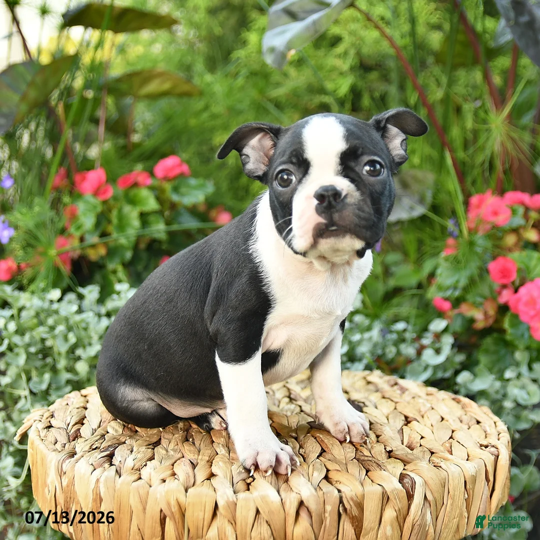 Boston Terrier dogs for sale: Beatrice - Ad 2