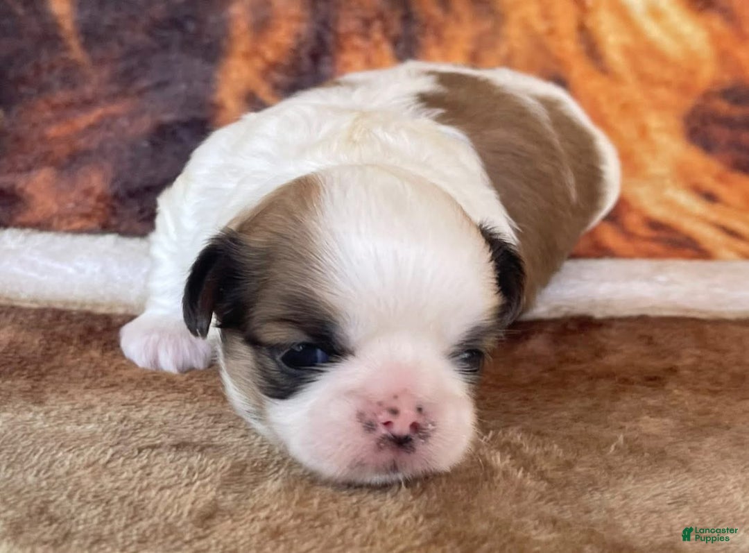 Female Shih Tzu Puppy for sale in Lancaster Puppies - Main Image