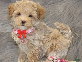 Havapoo dogs Apple Toy Size👨👨👦👦💞🐕 - Ad 4