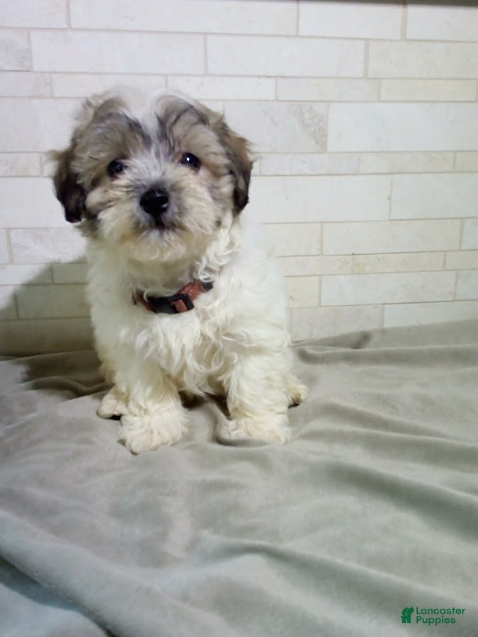 Maltipoo dogs George - Ad 2