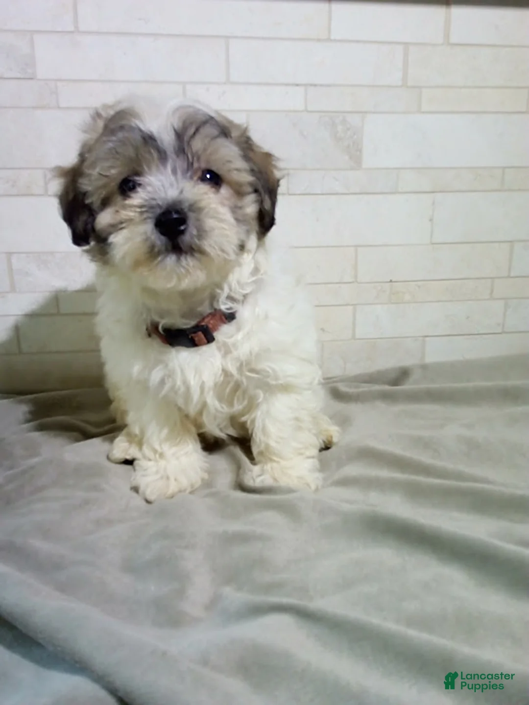 Maltipoo dogs for sale: George - Ad 2