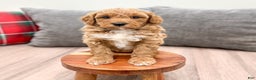 Mini Goldendoodle dogs for sale: Jordan - Ad 3