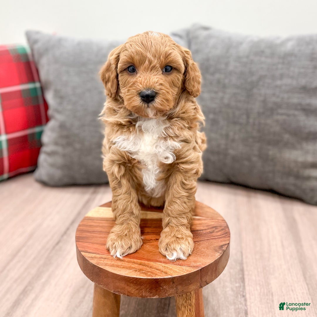 Mini Goldendoodle dogs for sale: Jordan - Ad 3