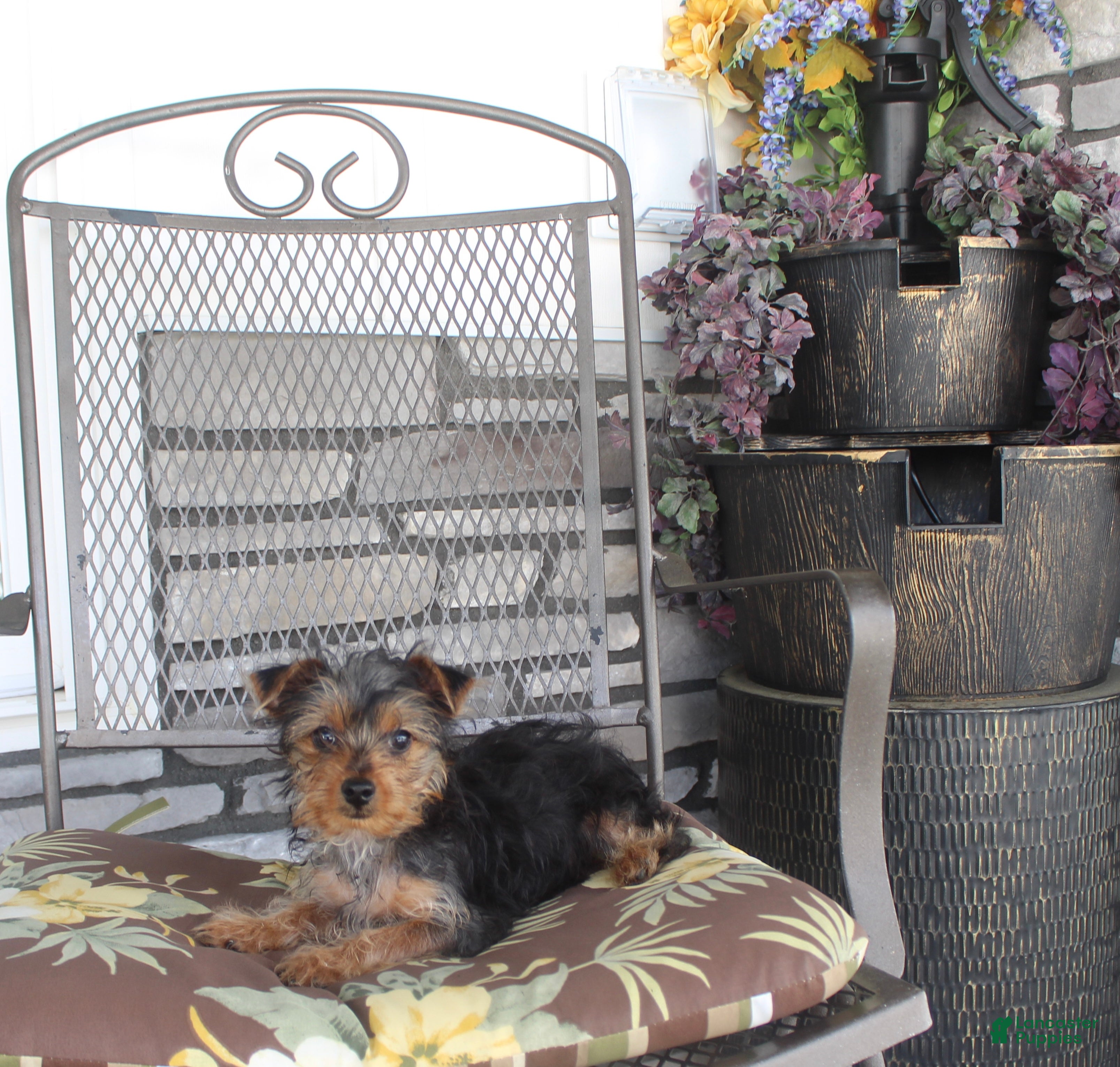 Yorkshire Terrier dogs Pluto - Ad 1