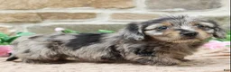 Miniature Dachshund dogs for sale: Paige - Ad 3