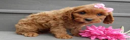 Cavapoo dogs for sale: Ginger - Ad 3