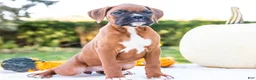 Boxer dogs for sale: Peggy Boxer - Ad 3