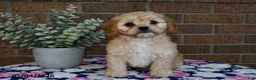 Cavachon dogs for sale: Emma - Ad 1