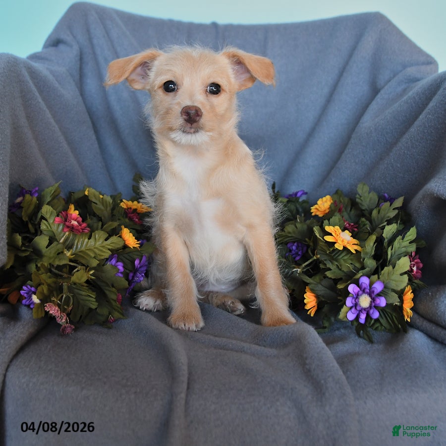 Pomapoo dogs Bertha - Ad 1