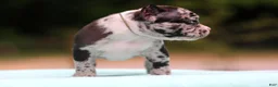American Bully dogs for sale: Black Merle Male - Ad 4