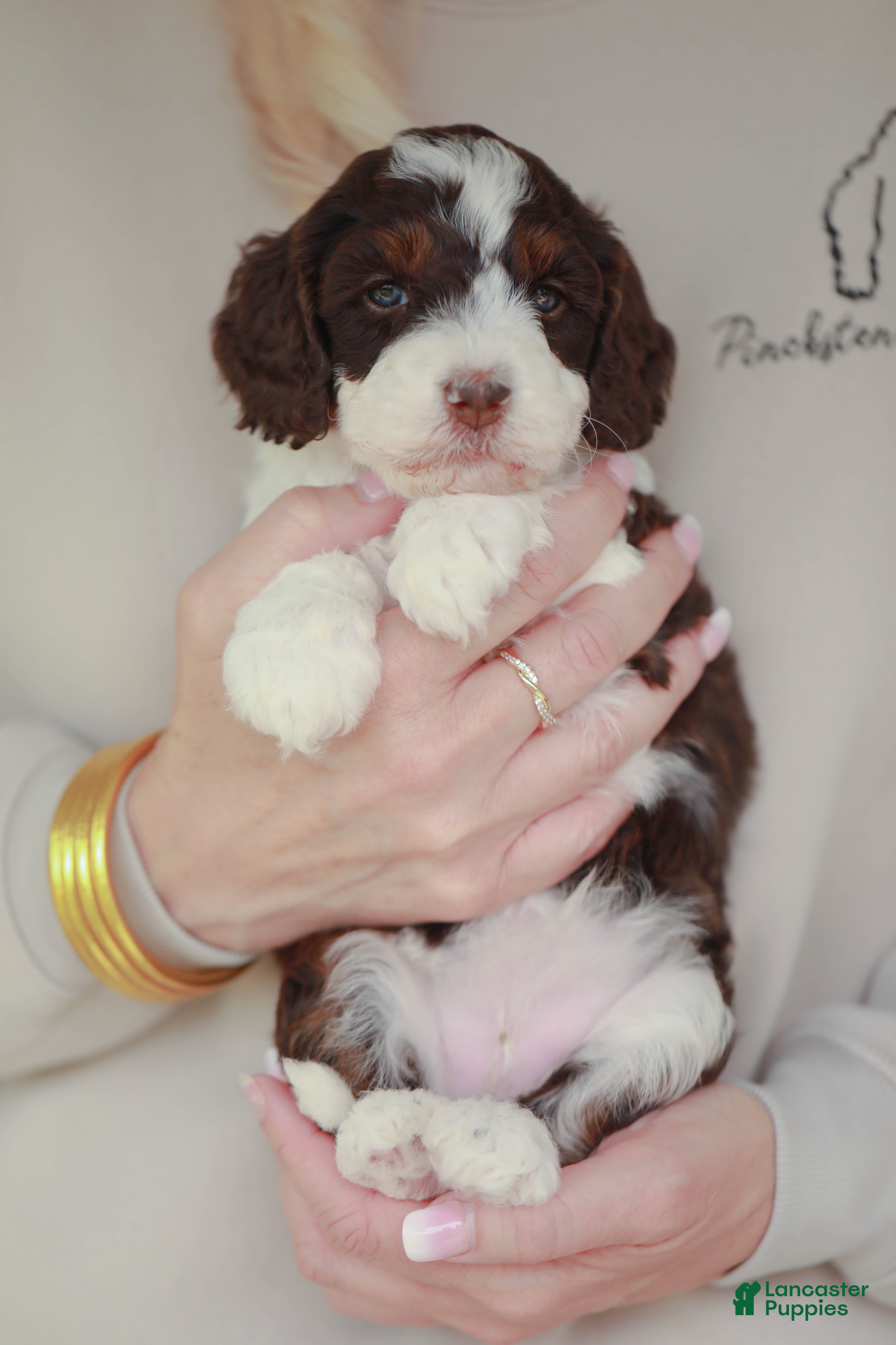Bernedoodle dogs Rookie - Ad 3