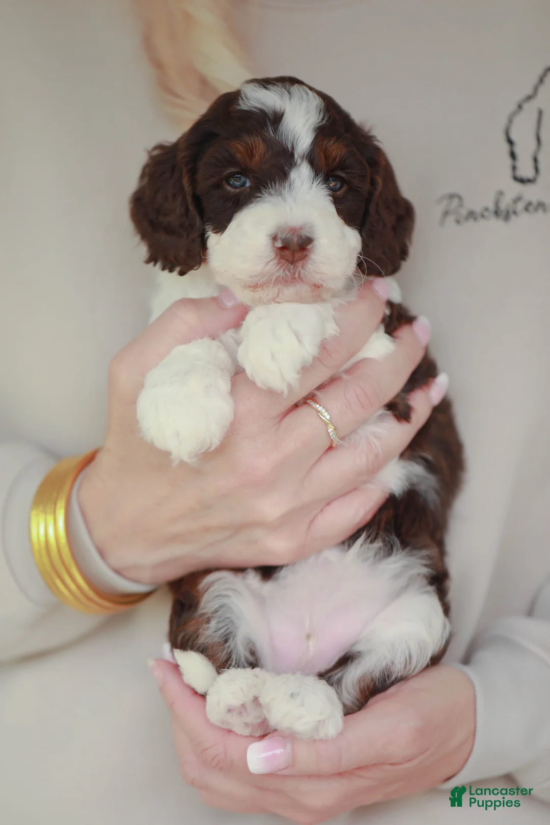 Bernedoodle dogs for sale: Rookie - Ad 1