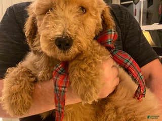 Mixed Breed dogs Mixed Breed Puppy 3 - Ad 40