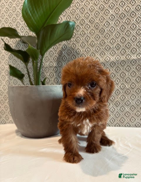 Irish Doodle dogs Paris - Ad 18