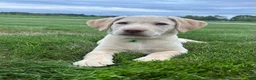 Labrador Retriever dogs for sale: Honey - Ad 21