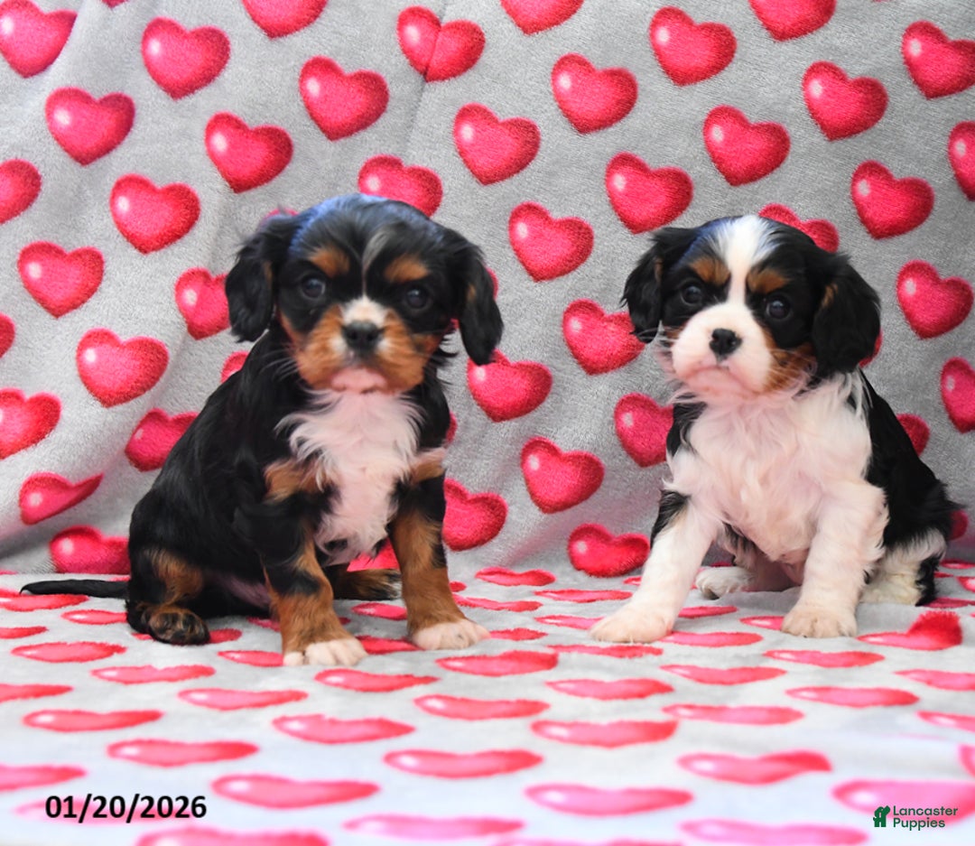Cavalier King Charles Spaniel dogs for sale: Gemma - Ad 3