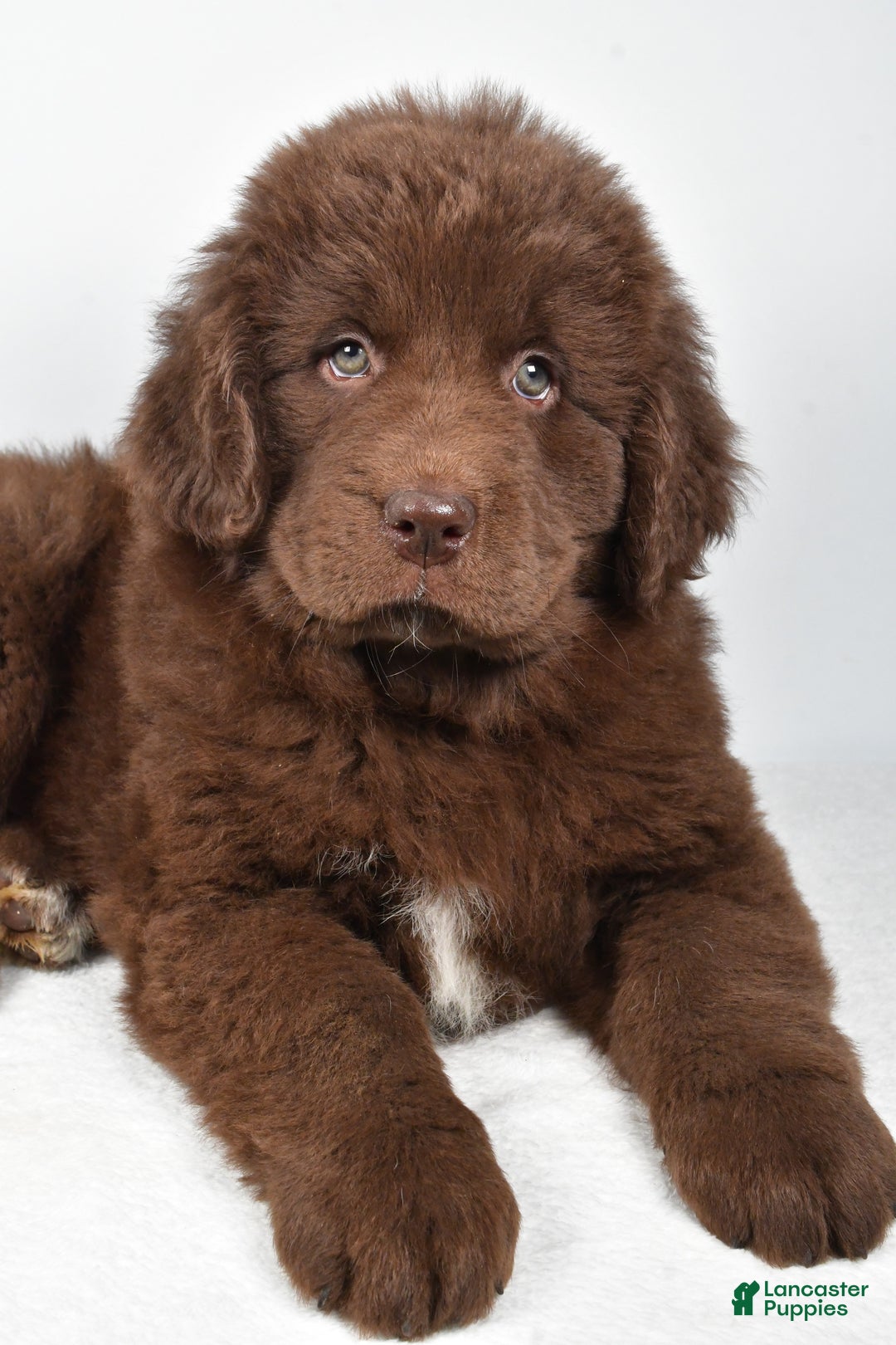 Newfoundland dogs for sale: Bailey - Ad 2