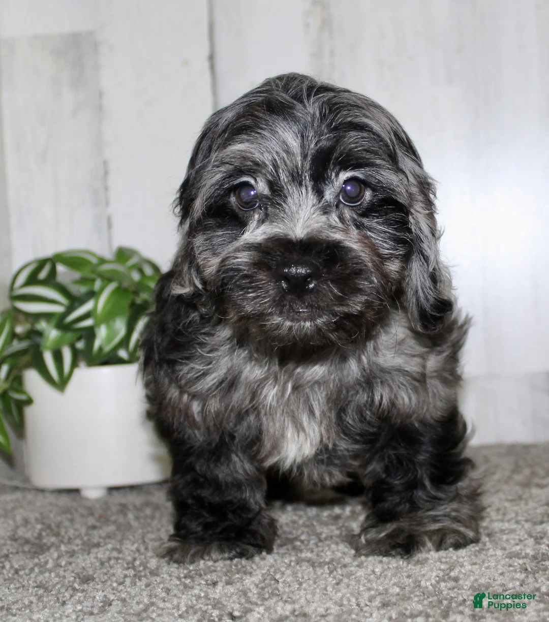 Cockapoo dogs for sale: Cain - Ad 3