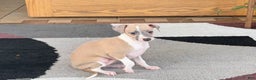 Italian Greyhound dogs for sale: Trina - Ad 10