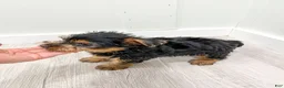 Yorkshire Terrier dogs for sale: Jasper - Ad 6