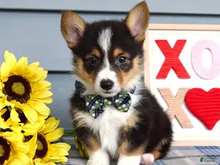 Welsh Corgi Pembroke dogs for sale: Wiley - Ad 1