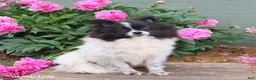 Pomeranian dogs for sale: Klondike - Ad 6