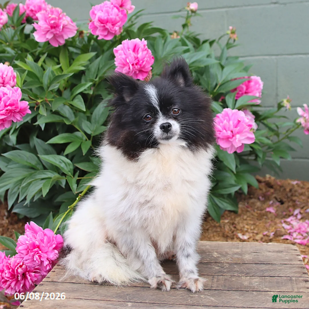 Pomeranian dogs for sale: Klondike - Ad 6