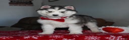 Siberian Husky dogs for sale: Aspen - Ad 2