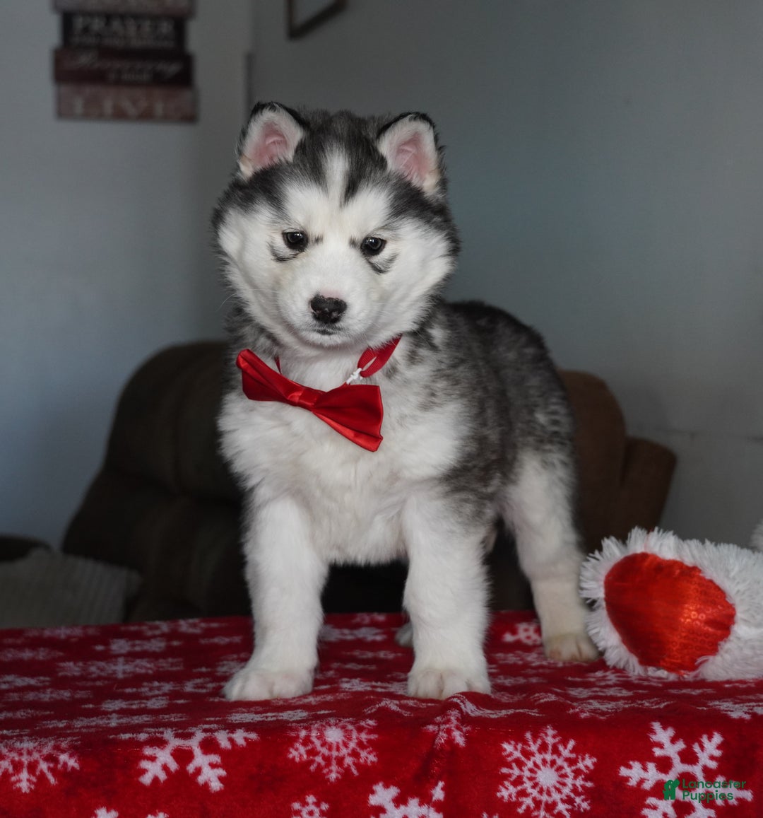 Siberian Husky dogs for sale: Aspen - Ad 2