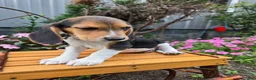 Beagle dogs for sale: Dante - Ad 3