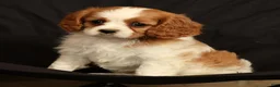 Cavalier King Charles Spaniel dogs for sale: Petunia - Ad 9