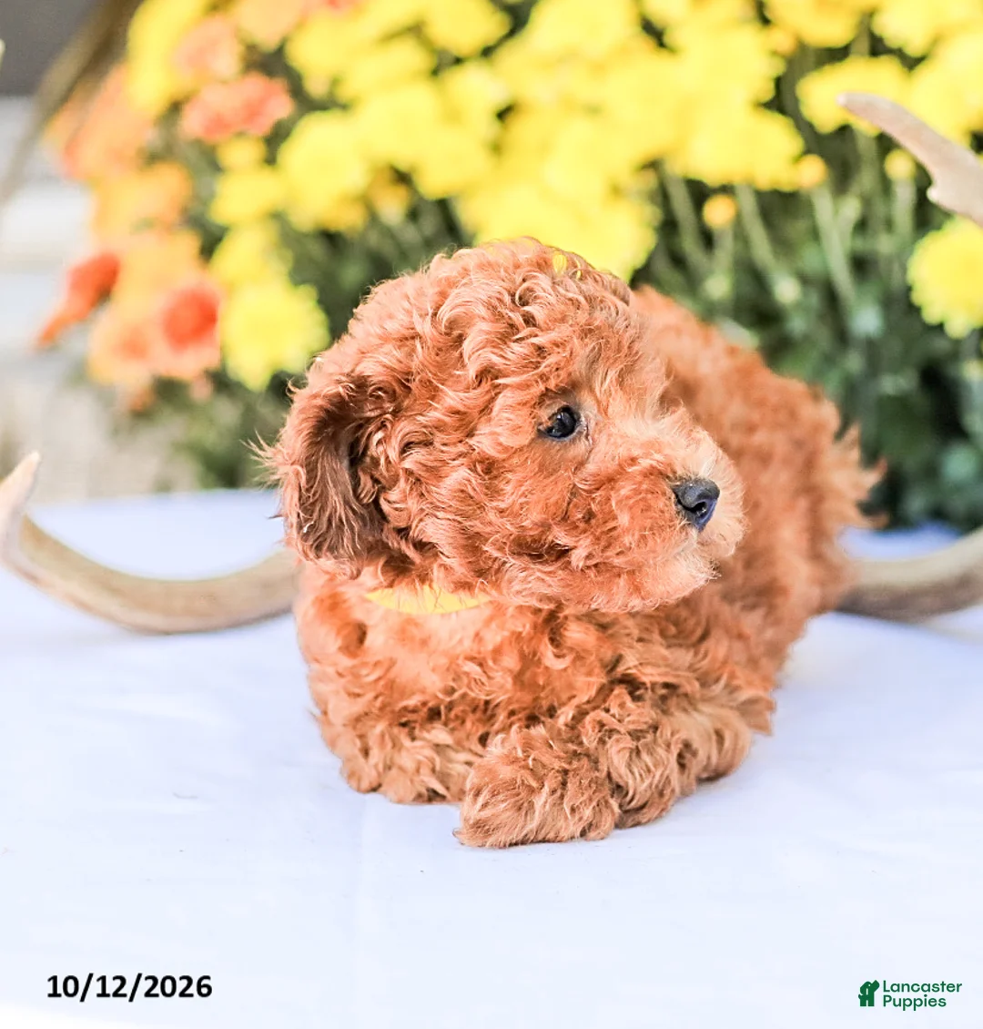 Miniature Poodle dogs for sale: Liam - Ad 2