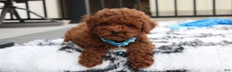 Toy Poodle dogs for sale: Abaro - Ad 6