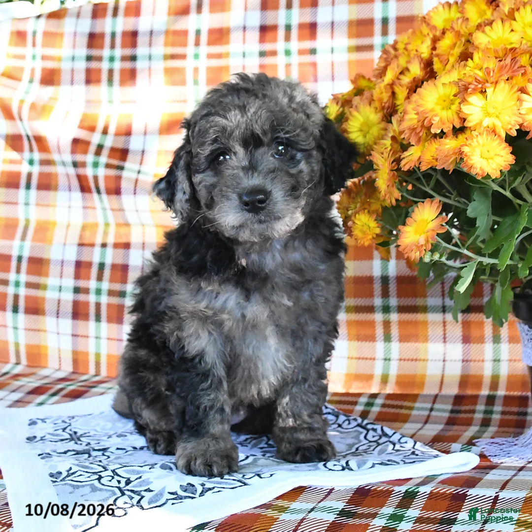 Mini Goldendoodle dogs for sale: Anna - Ad 1