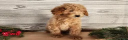 Mini Goldendoodle dogs for sale: Dover - Ad 8
