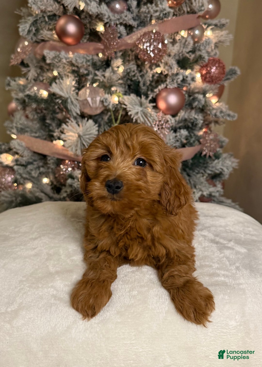 Mini Goldendoodle dogs for sale: Luna - Ad 2