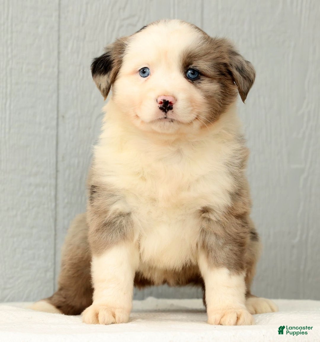 Australian Shepherd dogs for sale: Evie - Ad 7