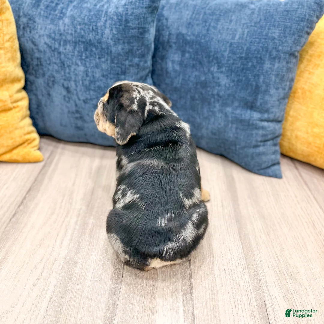 Beabull dogs for sale: Prince - Ad 4