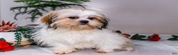 Shih Tzu dogs for sale: Keturah - Ad 3