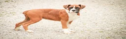 Boxer dogs for sale: Cappuccino - Ad 4