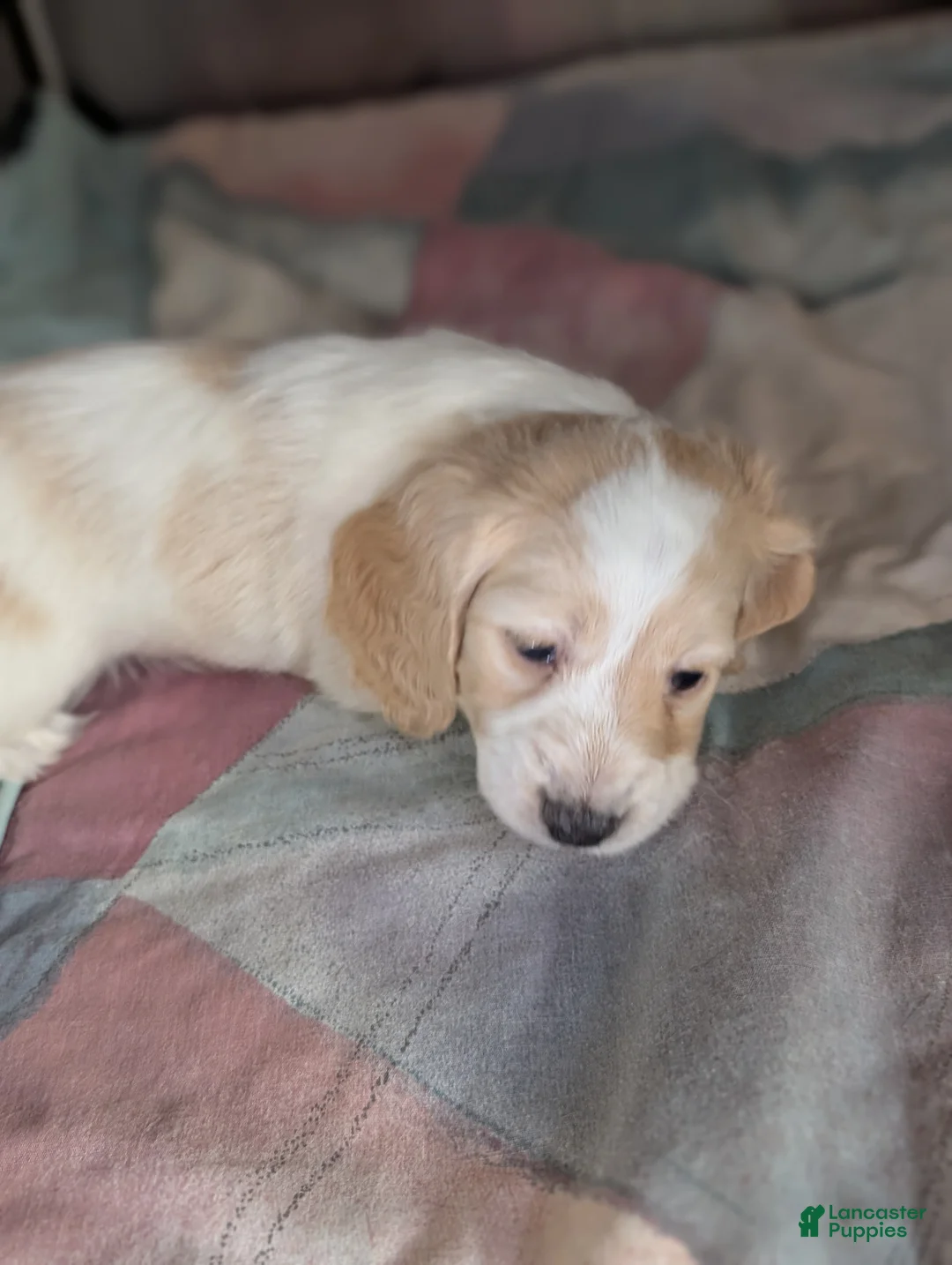 Miniature Dachshund dogs for sale: Miniature Dachshund Puppy 1 - Ad 9