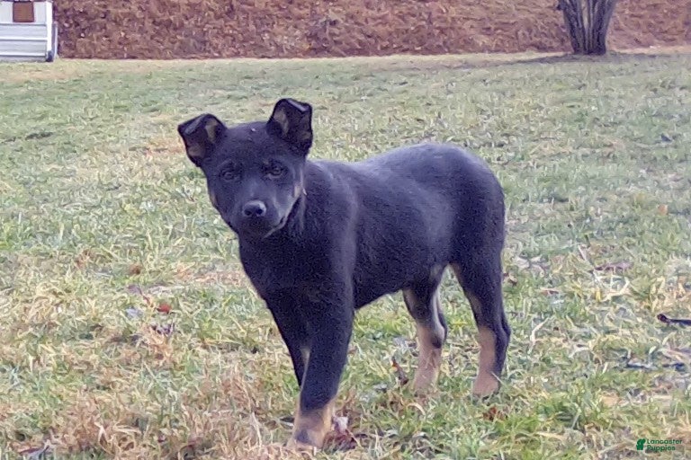 Mixed Breed dogs Willow - Ad 1