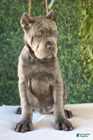 Cane Corso dogs Channel - Ad 2