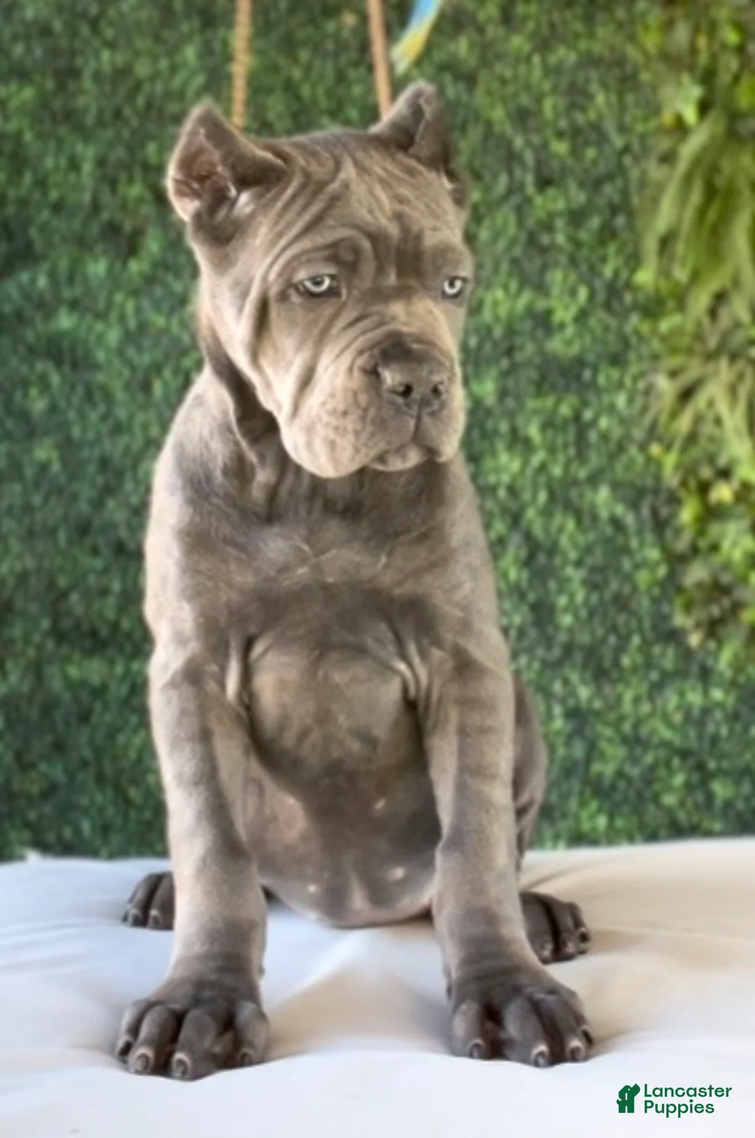 Cane Corso dogs for sale: Channel - Ad 2
