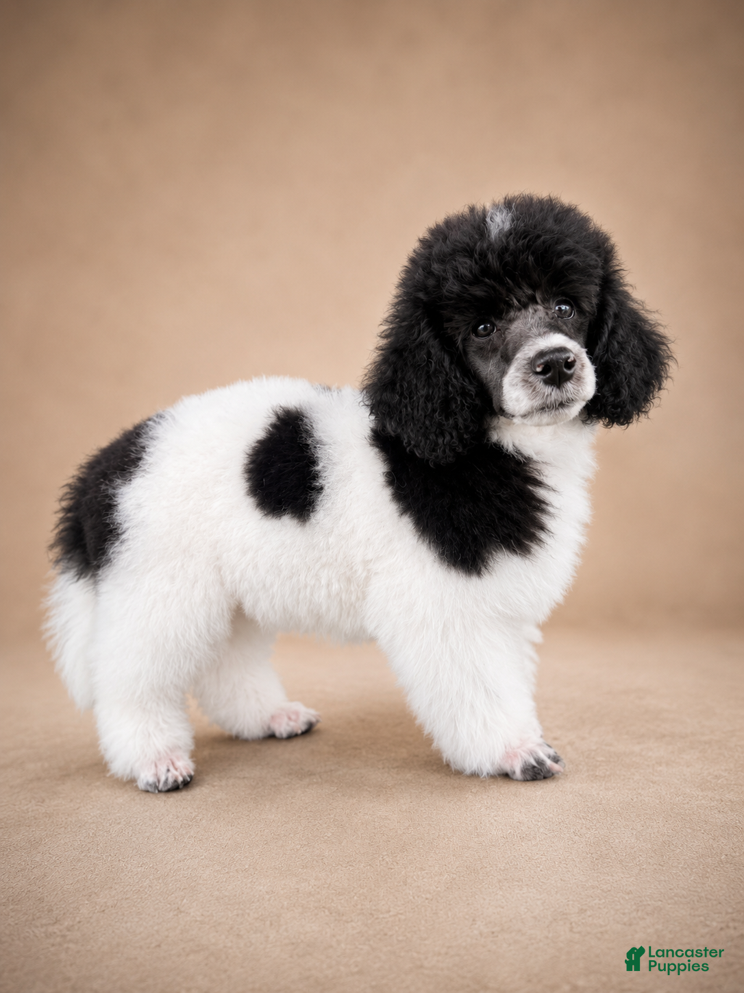 Miniature Poodle dogs Cora - Ad 1