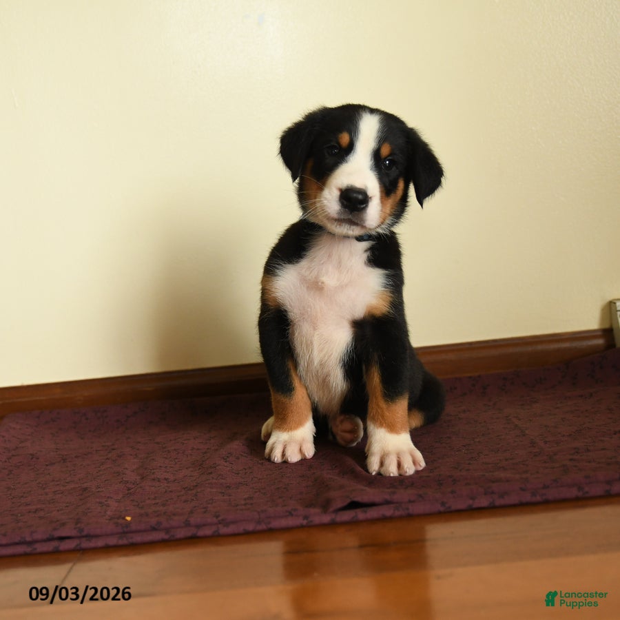 Greater Swiss Mountain Dog dogs Josiah - Ad 2