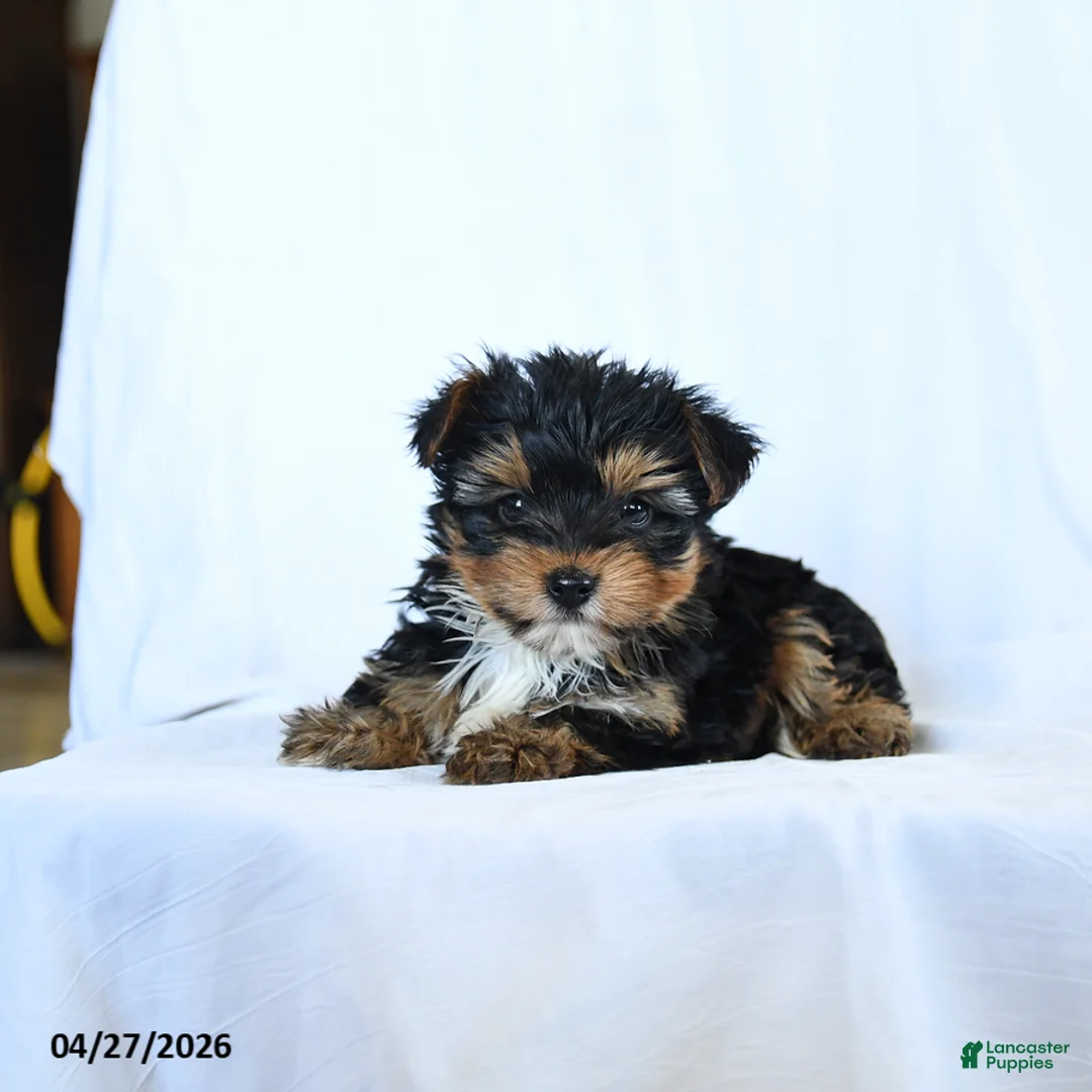 Yorkshire Terrier dogs for sale: Lake  - Ad 2