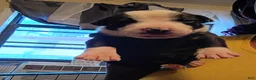 Mixed Breed dogs for sale: Mixed Breed Puppy 10 - Ad 2